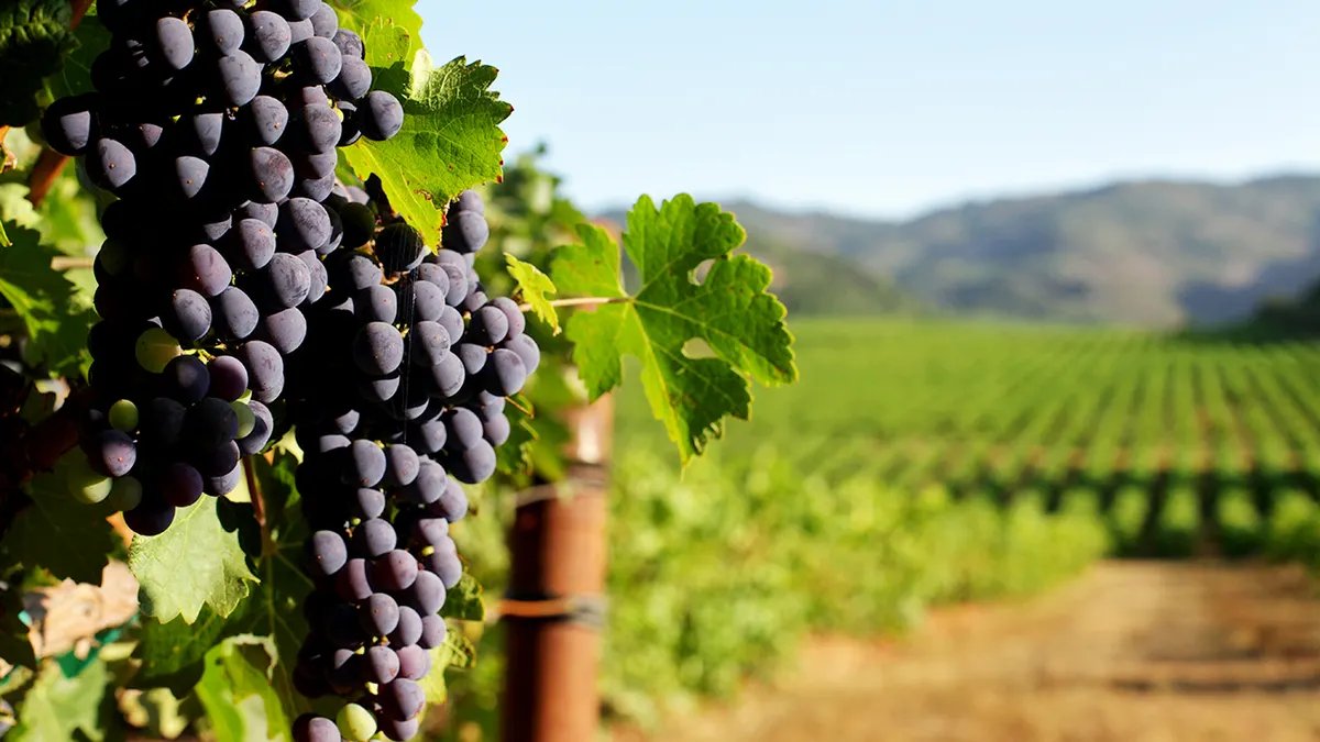 Bottles of Sovereign Estate wine displayed at the vineyard's tasting room, showcasing the brand's commitment to quality and faith.