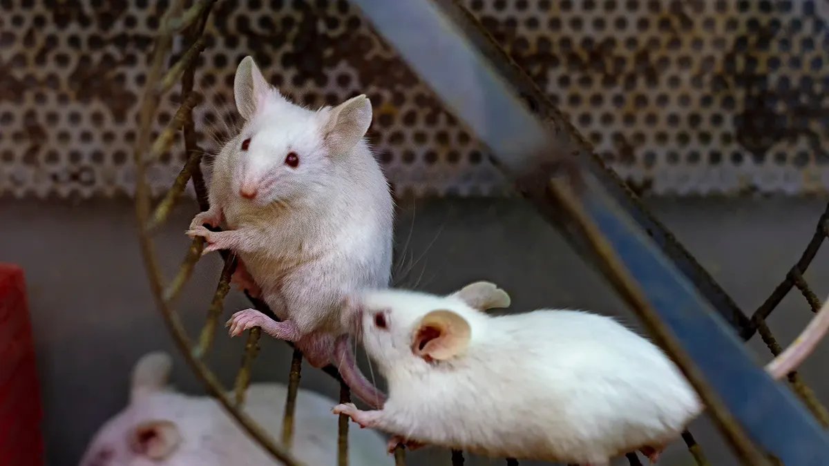 Resistance training exercises for diabetes prevention