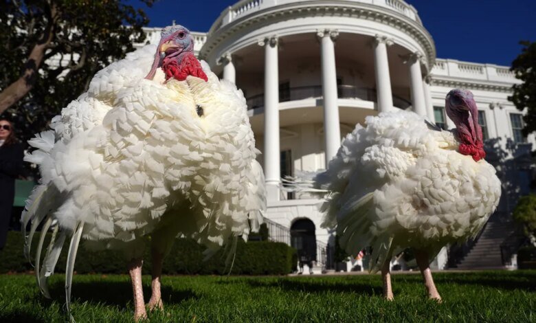Help pick the names of turkeys to be pardoned this Thanksgiving