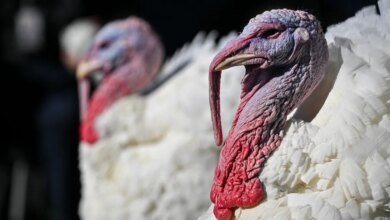 Who was the first president to pardon a turkey? Here's the history