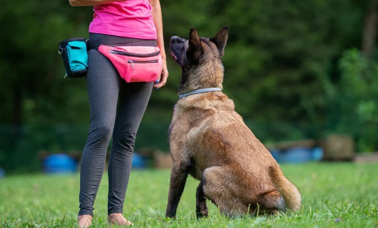 Dogs for diabetes patients detect deadly blood sugar crashes before medical devices, families claim