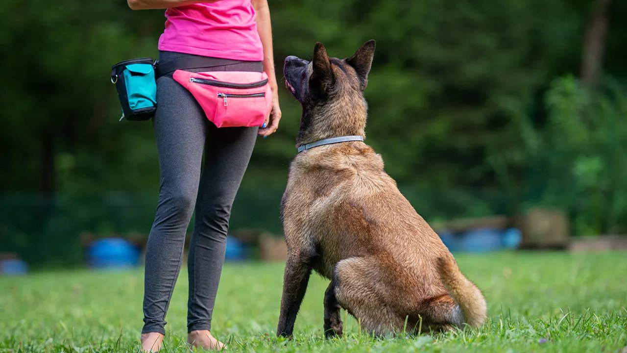 A diabetes alert dog nudges its owner's hand.