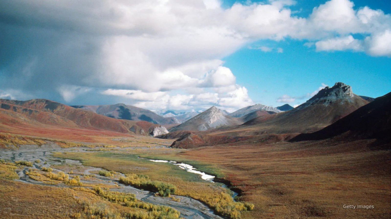 A coastline heavily impacted by oil spill, depicting dead marine life and blackened shores.