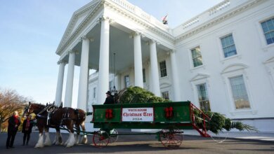 Watch live as Melania Trump welcomes White House Christmas Tree