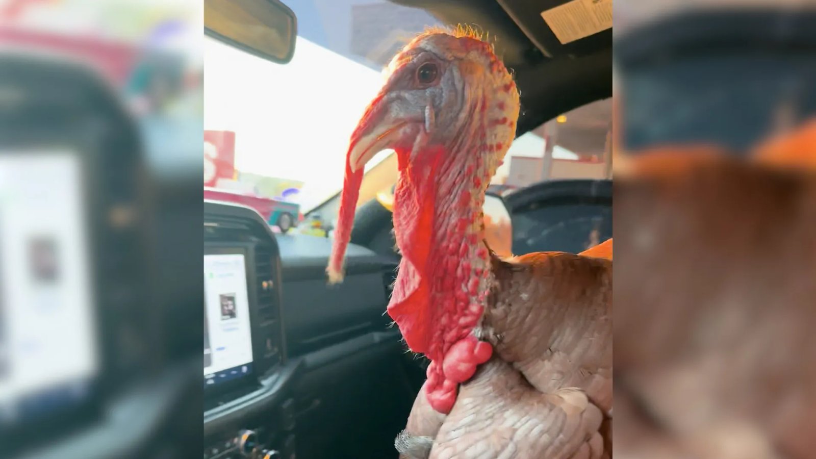 President George H.W. Bush Announcing the First Official Turkey Pardon