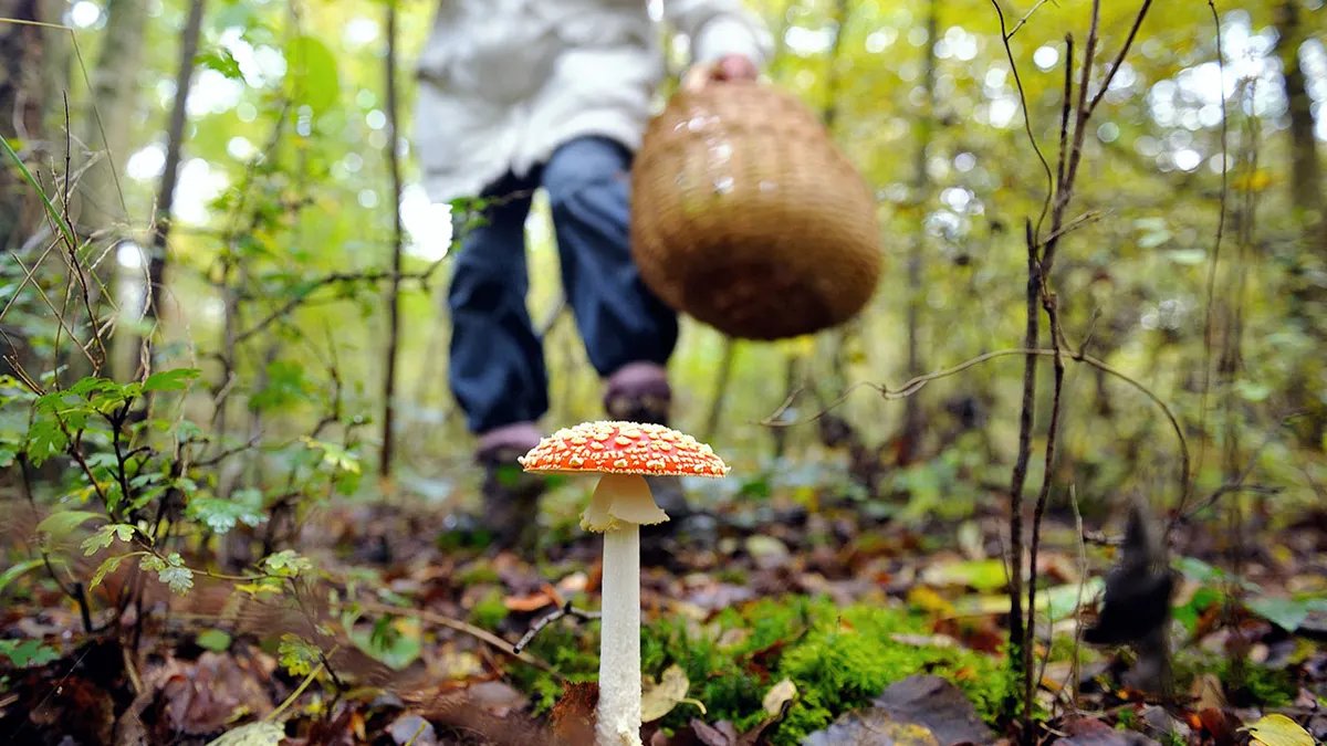A collection of various wild mushrooms, some edible and some potentially toxic, highlighting the difficulty of identification.