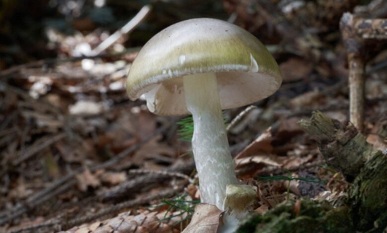 California health officials issue urgent warning to mushroom foragers after deadly poisoning outbreak